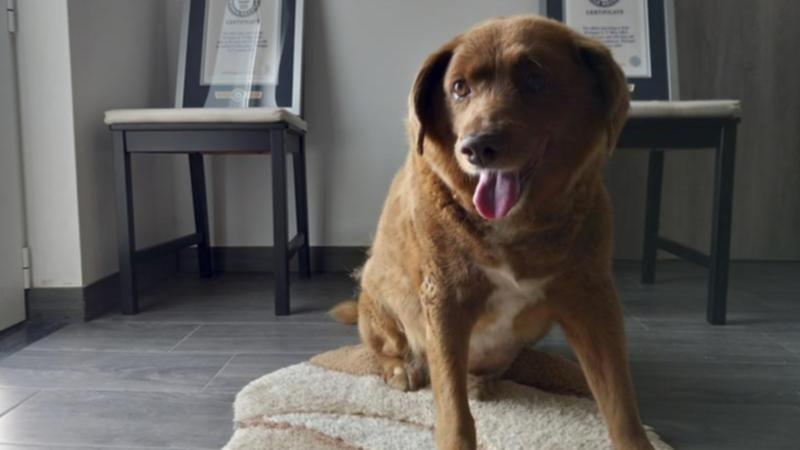 World’s oldest dog Bobi dies in Portugal aged 31